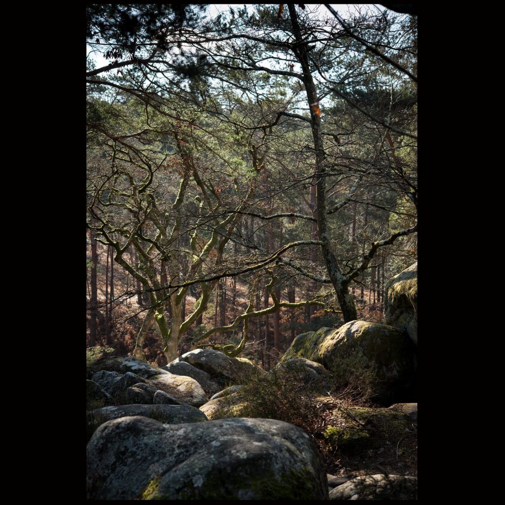 Forêt de Fontainebleau @hermanceyoga